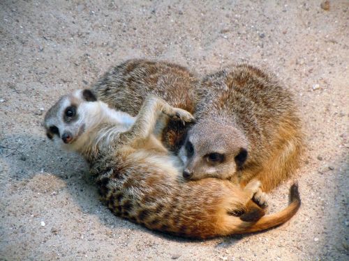 meerkat snuggled sleeping