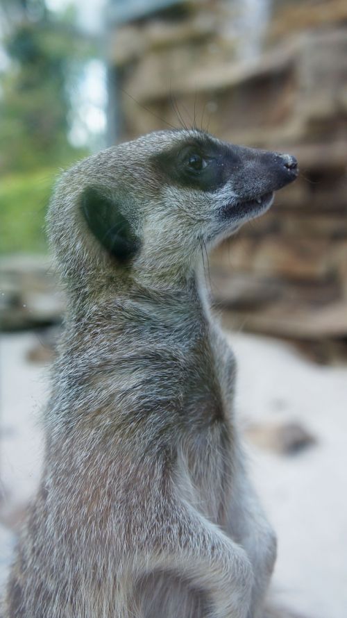 meerkat looking animal