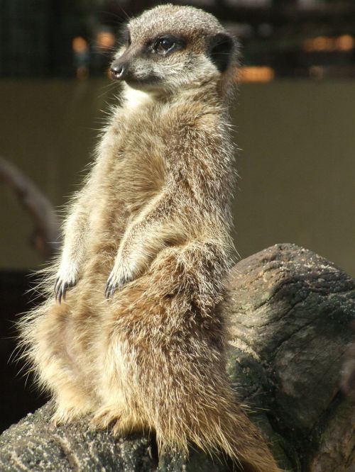 meerkat animal mongoose