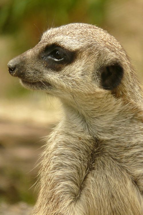 meerkat animal keep an eye out