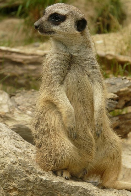 meerkat animal nature