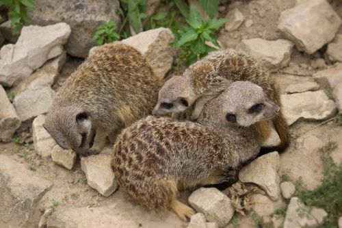 meerkat family young animals