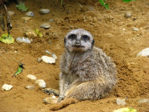 meerkat animal world sit