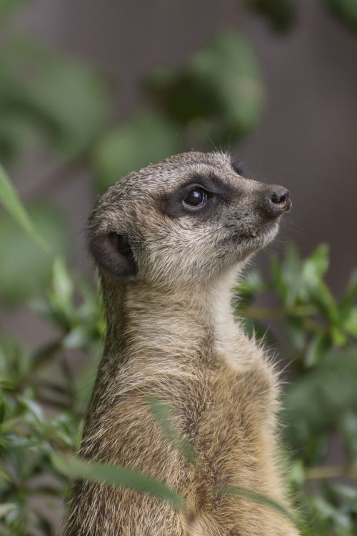 meerkat zoo portrait