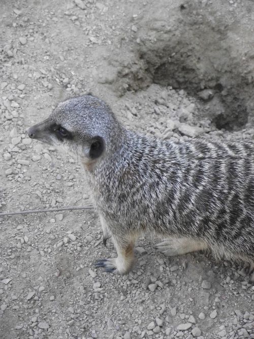 meerkat wild zoo