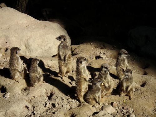 meerkat group cute