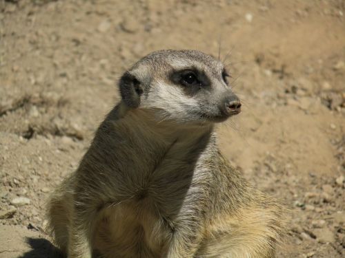 meerkat wild animal cute