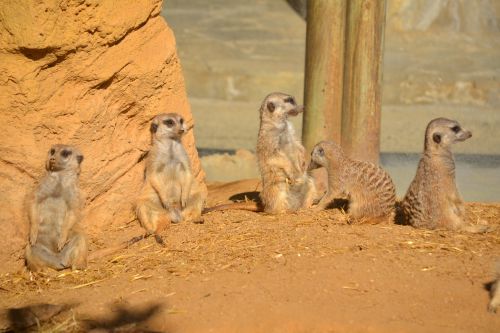 Meerkat Family