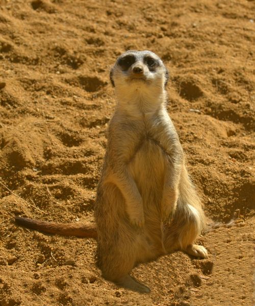 Meerkat In The Sand