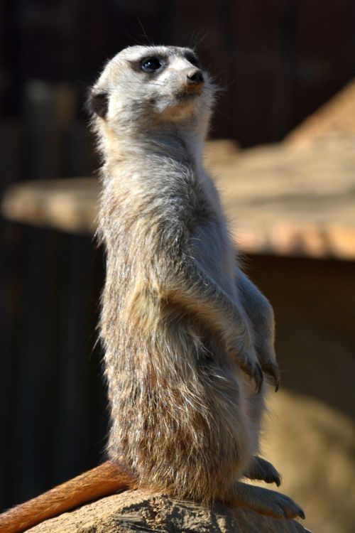 Meerkat Lookout 2