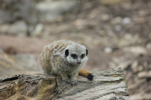 Meerkat On A Log