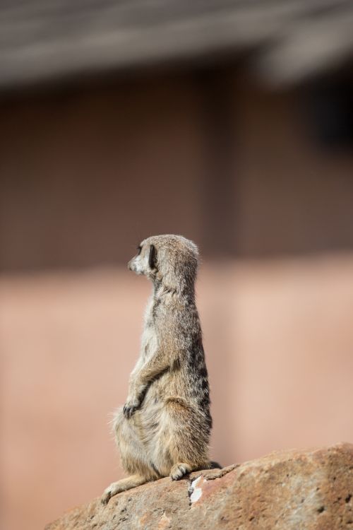 Meerkat Or Surikate