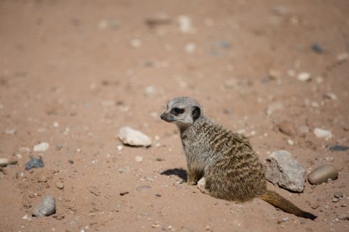 Meerkat Or Surikate