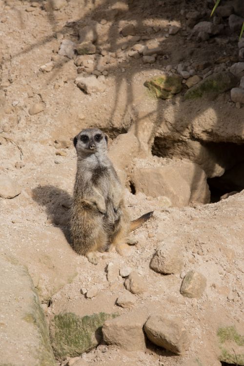 Meerkat Or Surikate