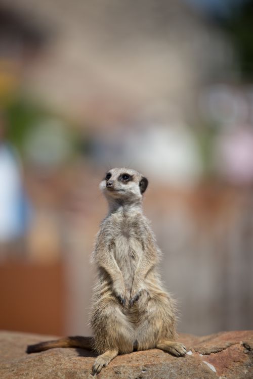 Meerkat Or Surikate