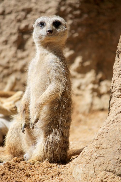 meerkat suricata cat rock africa