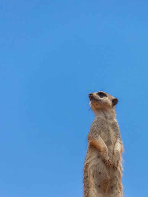 Meerkat With Copyspace