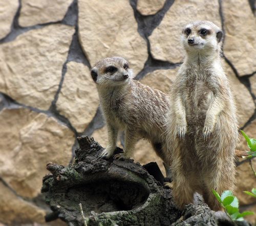 meerkats zoo animals