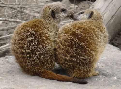 meerkats animal wildlife