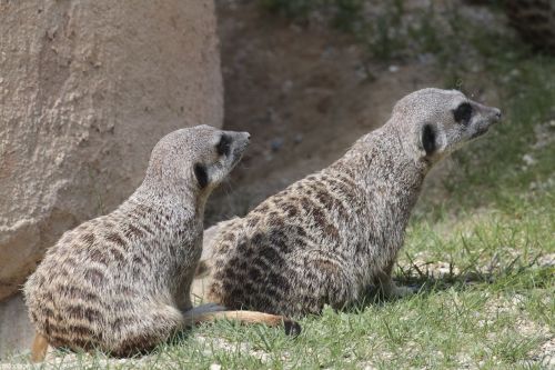 meerkats animals fauna