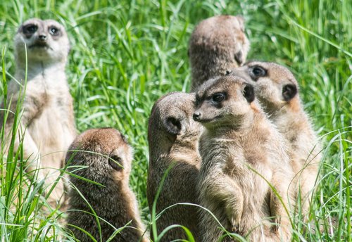 meerkats  the herd  group