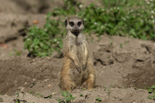 meerkats  zoo  animals