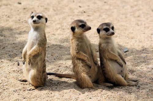 meerkats  šelmičky  african