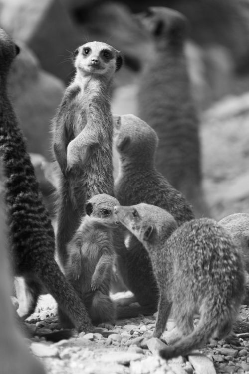 Meerkats With Young