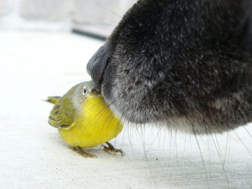 meeting bird dog