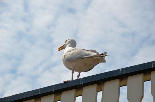 Gull