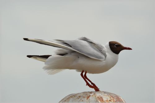 Seagull Dancing On Pole 1