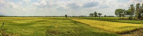 mekong delta  rice  field
