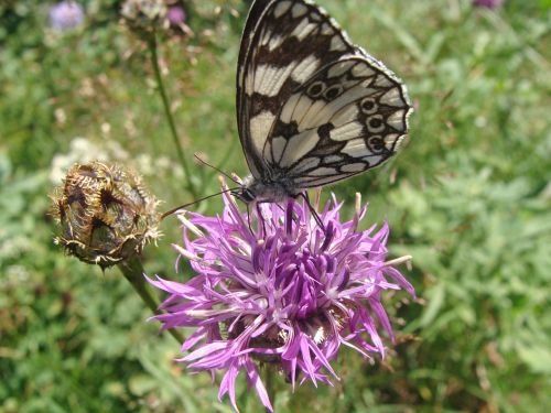 melanargia galathea butterfly nature