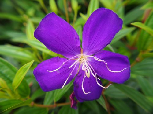melastoma purple wild flowers