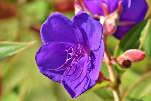 melastomataceae  flower  purple