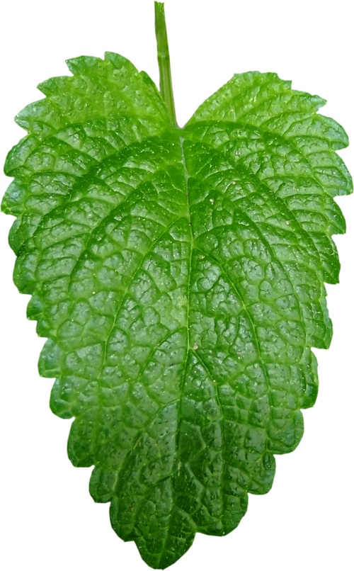 melissa officinalis letter green