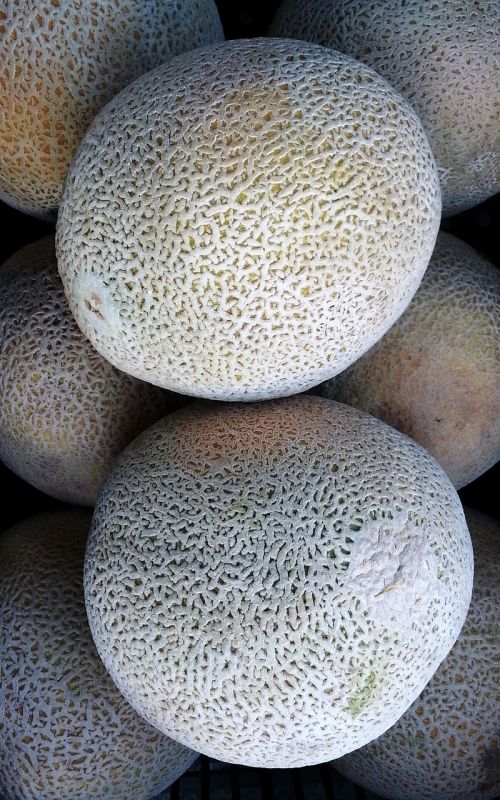 melon calameño fruit