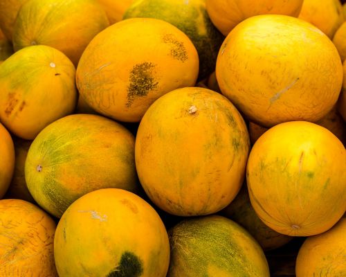 melon sweet harvest