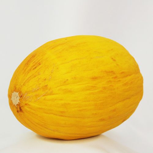 melon yellow canary