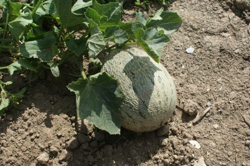 melon fruit plant