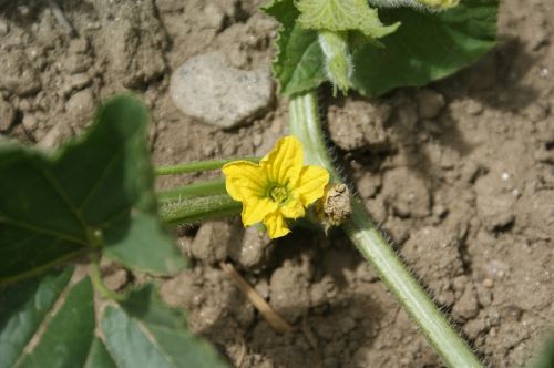 melon flower flower plant