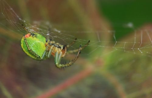 melon spider spider network