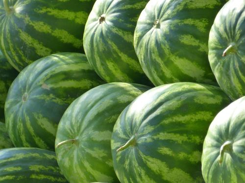 melons water melons fruit