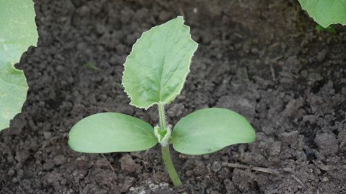 melons bud fruit