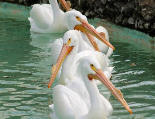 memphis zoo pelican