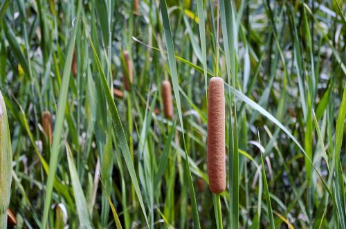 men pool cattail