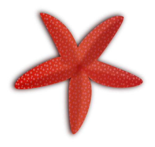 mer sea starfish