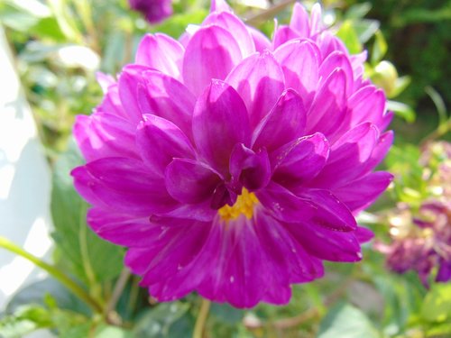 merchant louis  moss  dahlia