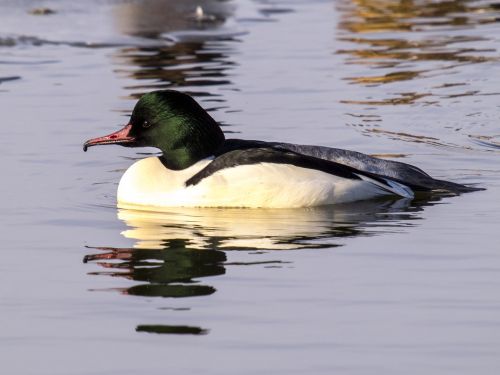 merganser bird water bird