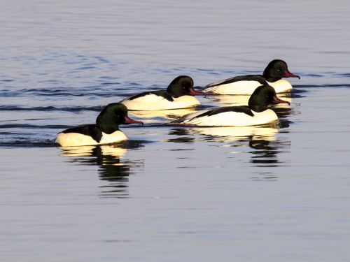 merganser bird water bird